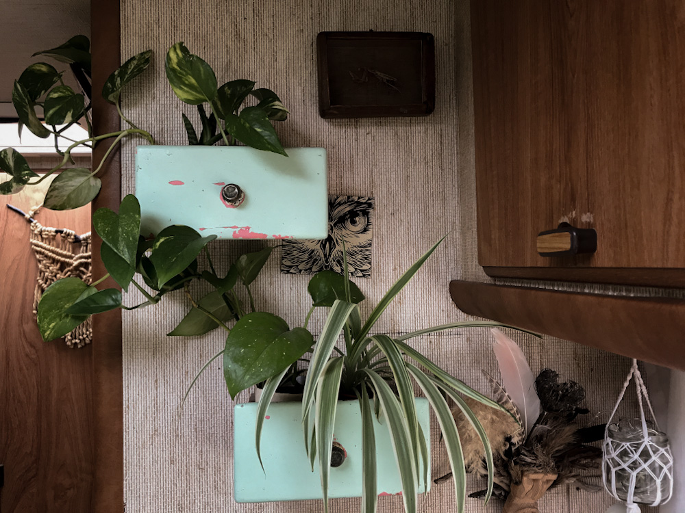 Green Vanlife: Diese Pflanzen überleben im Wohnmobil