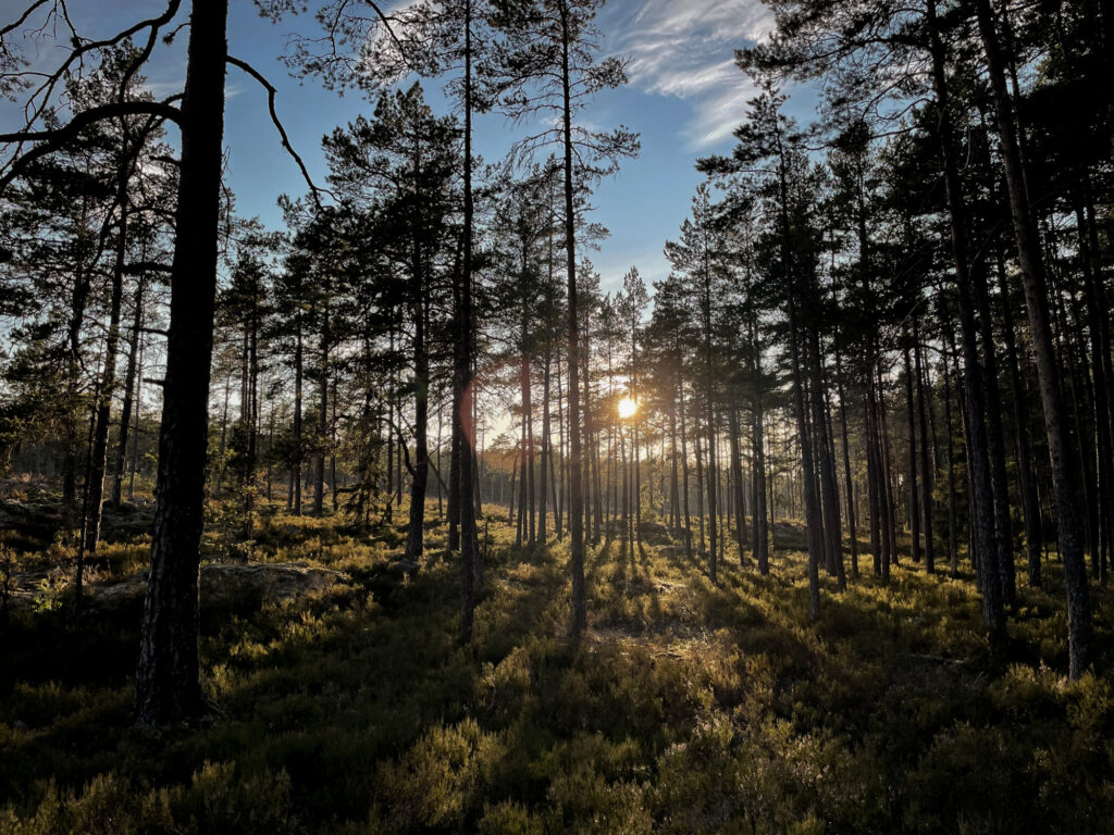 Schwedische Wälder